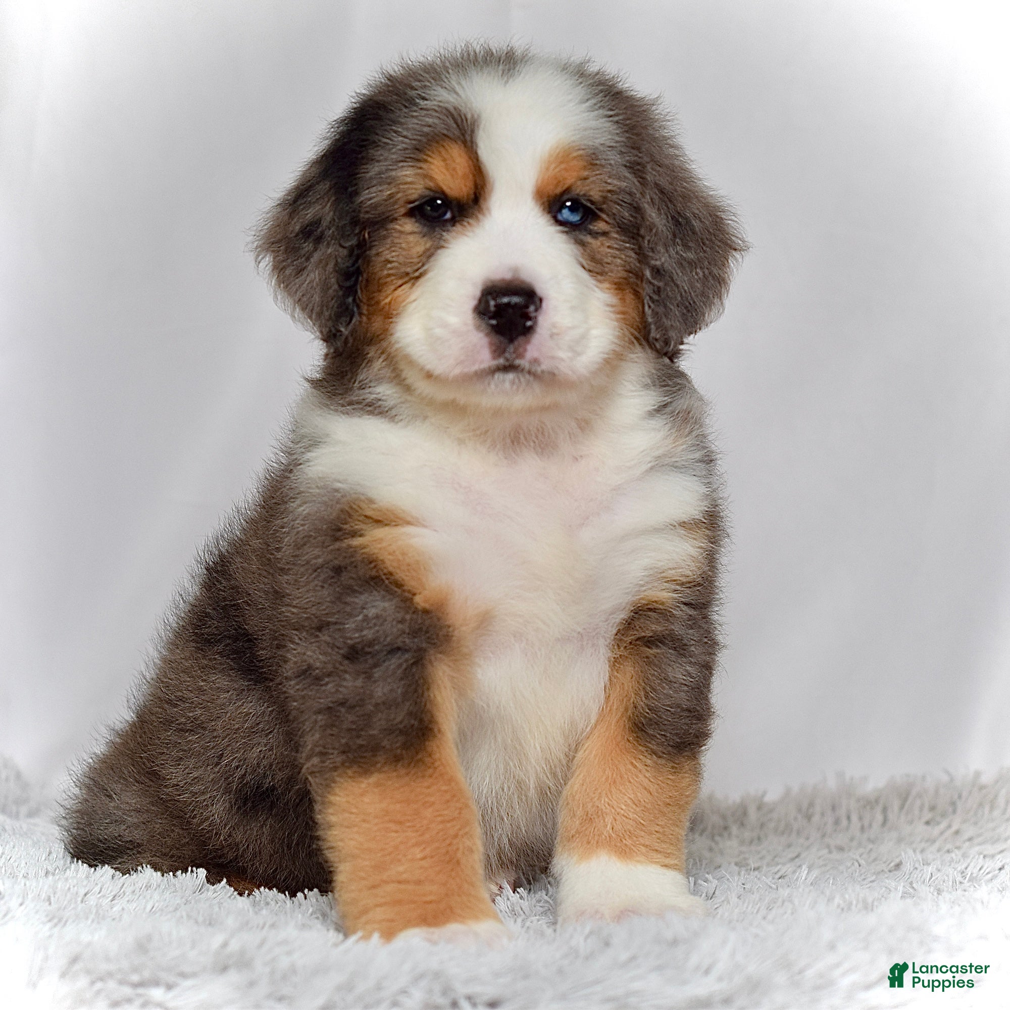 Bernedoodle dogs Mr. Hudson - Ad 1