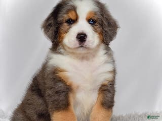 Bernedoodle dogs Mr. Hudson - Ad 8