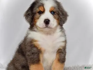 Bernedoodle dogs Mr. Hudson - Ad 30