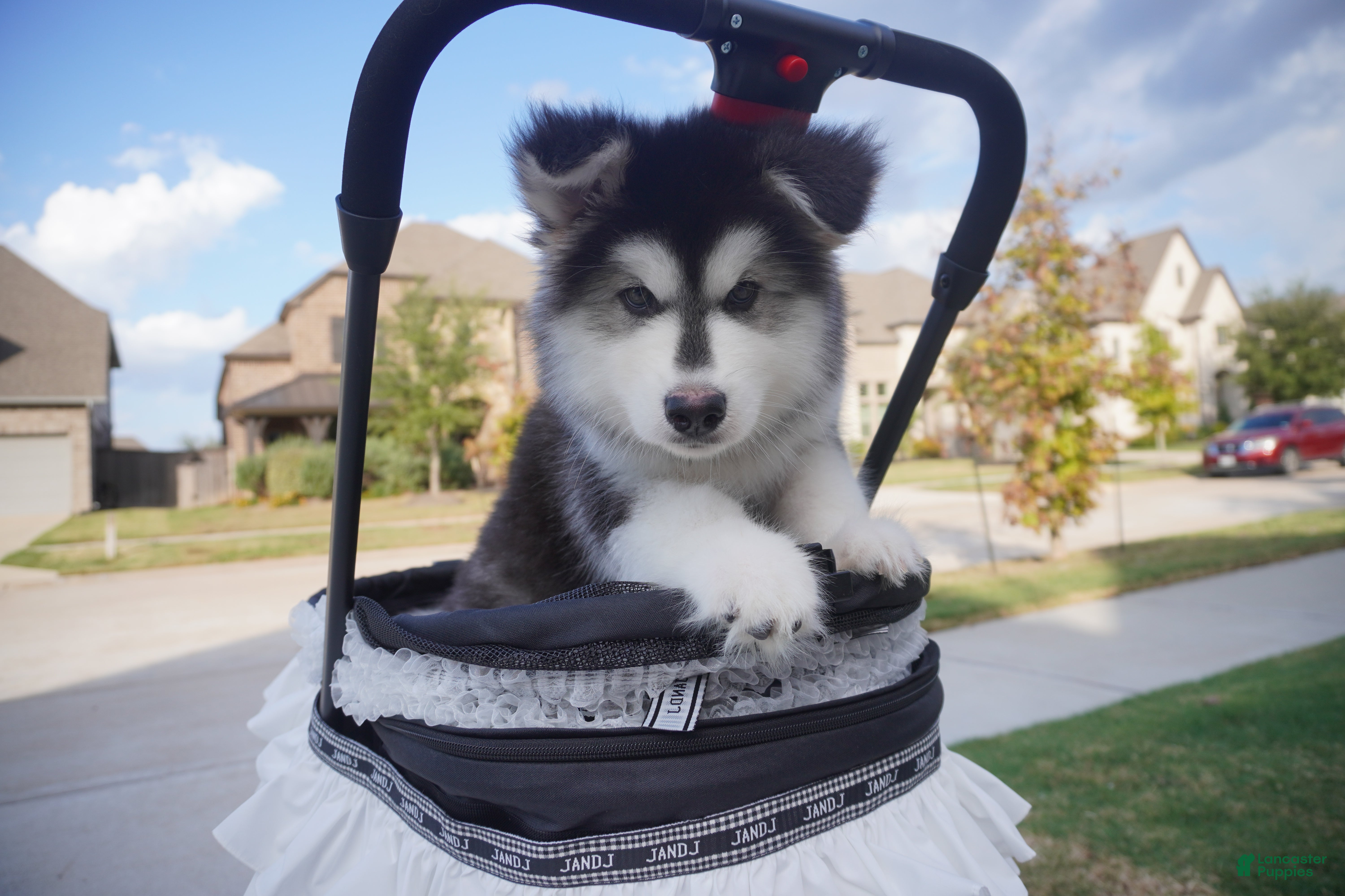 Alaskan Malamute dogs Xiao Huang - Ad 40