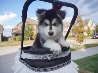 Alaskan Malamute dogs Xiao Huang - Ad 34