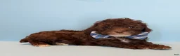 Toy Poodle dogs for sale: Toy Poodle 4 - Ad 3