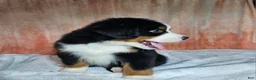 Bernese Mountain Dog dogs for sale: Cooper - Ad 6
