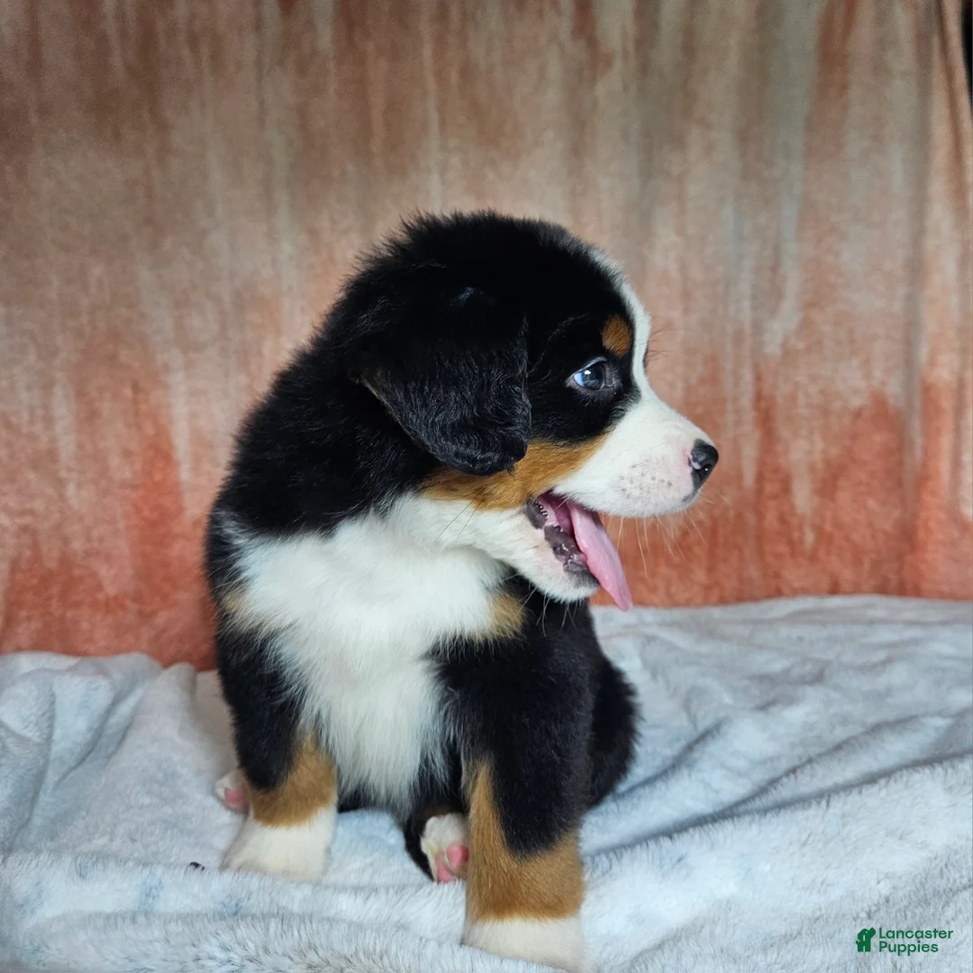 Bernese Mountain Dog dogs for sale: Cooper - Ad 6