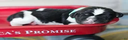 English Springer Spaniel dogs for sale: Everest  - Ad 6