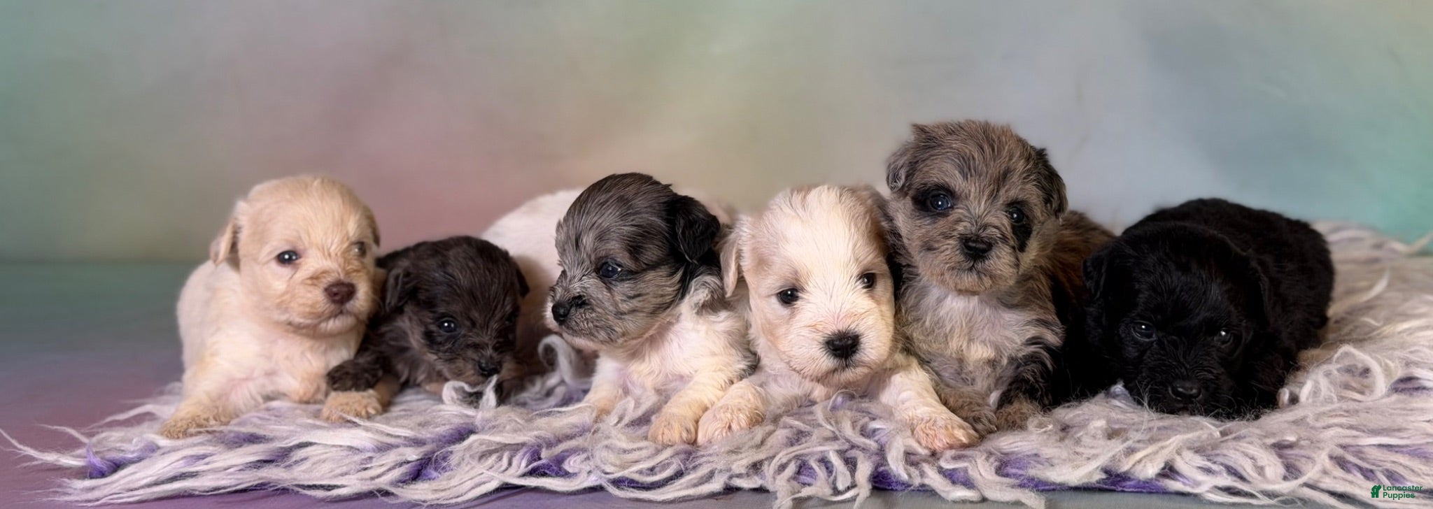 Schnoodle dogs Pongo - Ad 2