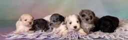 Schnoodle dogs for sale: Pongo - Ad 7