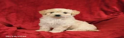 Maltipoo dogs for sale: Marcus - Ad 5