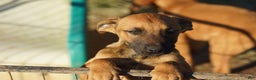 Belgian Malinois dogs for sale: Mali M fawn - Ad 1