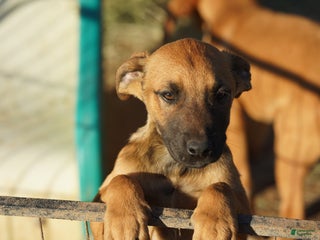 Belgian Malinois dogs Mali M fawn - Ad 1