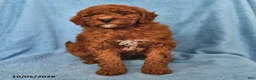 Mini Goldendoodle dogs for sale: Ginger - Ad 2