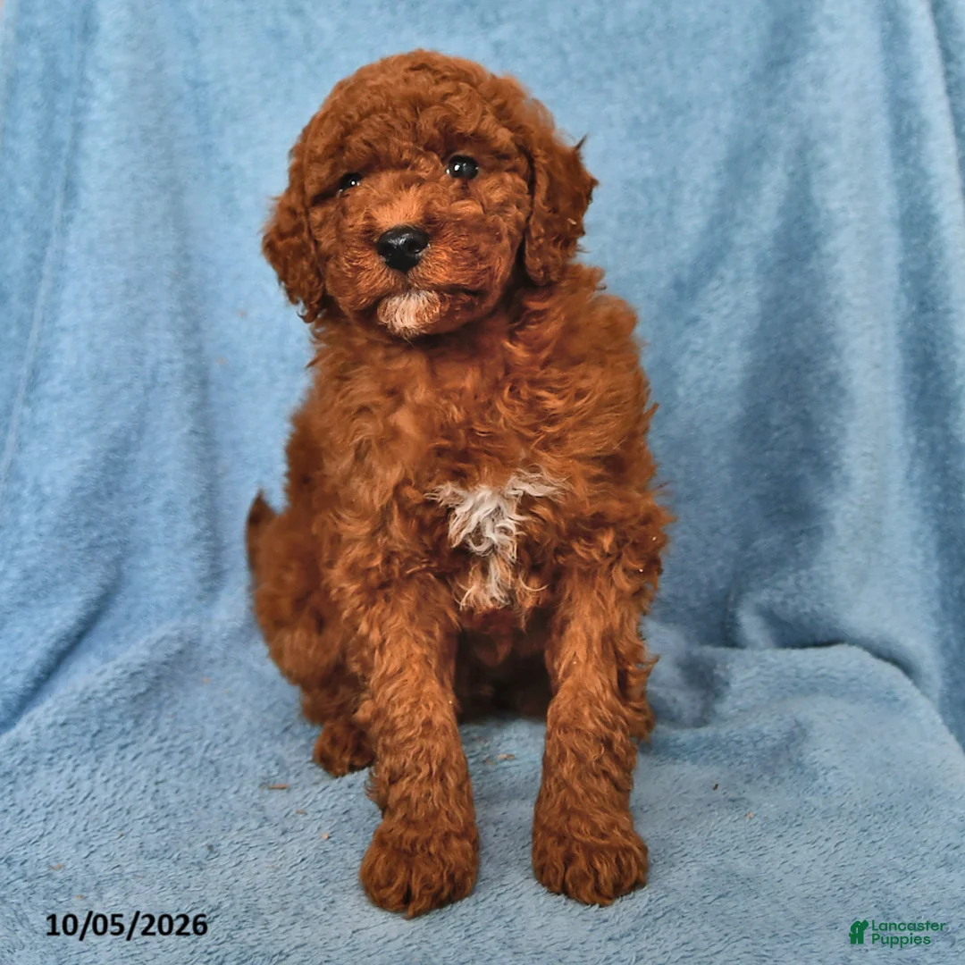 Mini Goldendoodle dogs for sale: Ginger - Ad 2