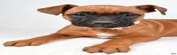 Boxer dogs for sale: Ruby Boxer mix - Ad 5