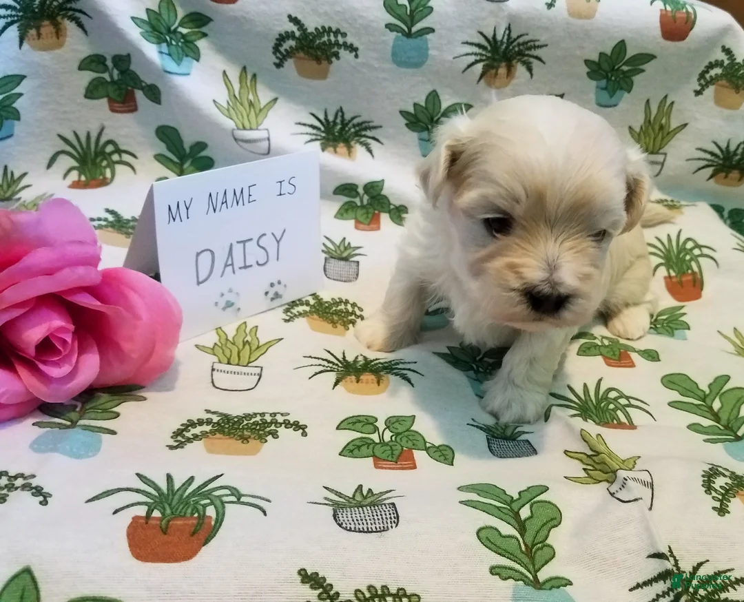 Maltipoo dogs for sale: Daisy - Ad 6