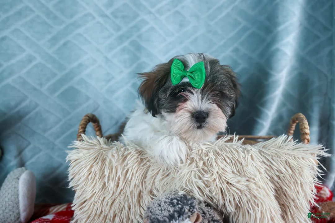 Teddy Bear dogs for sale: GUNNER - Ad 11