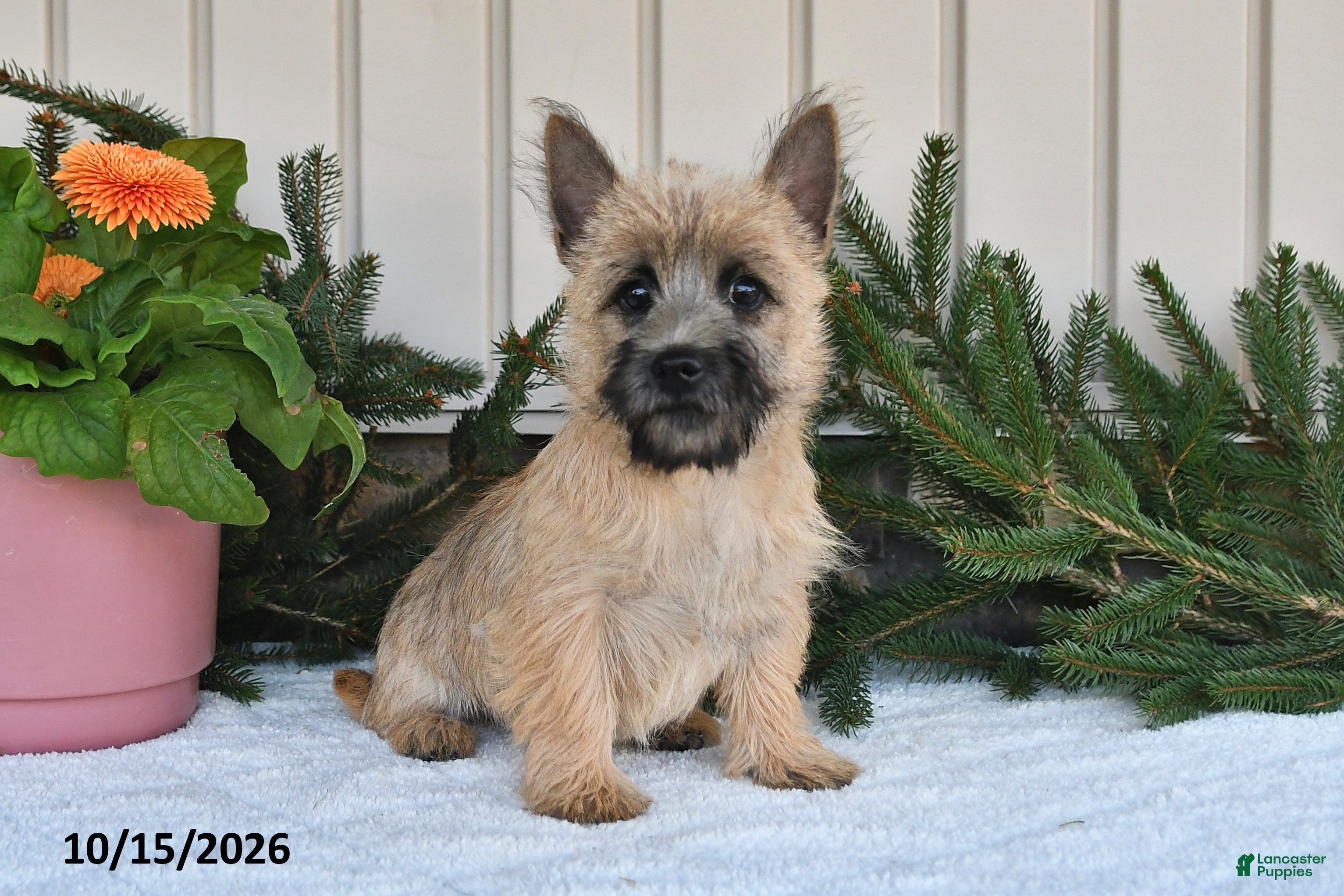 Cairn Terrier dogs for sale: Nolan - Ad 1