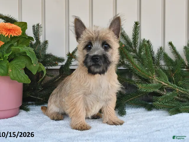 Cairn Terrier dogs for sale: Nolan - Ad 1
