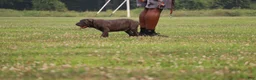 Cane Corso dogs for sale: Mr. Miyagi  - Ad 12