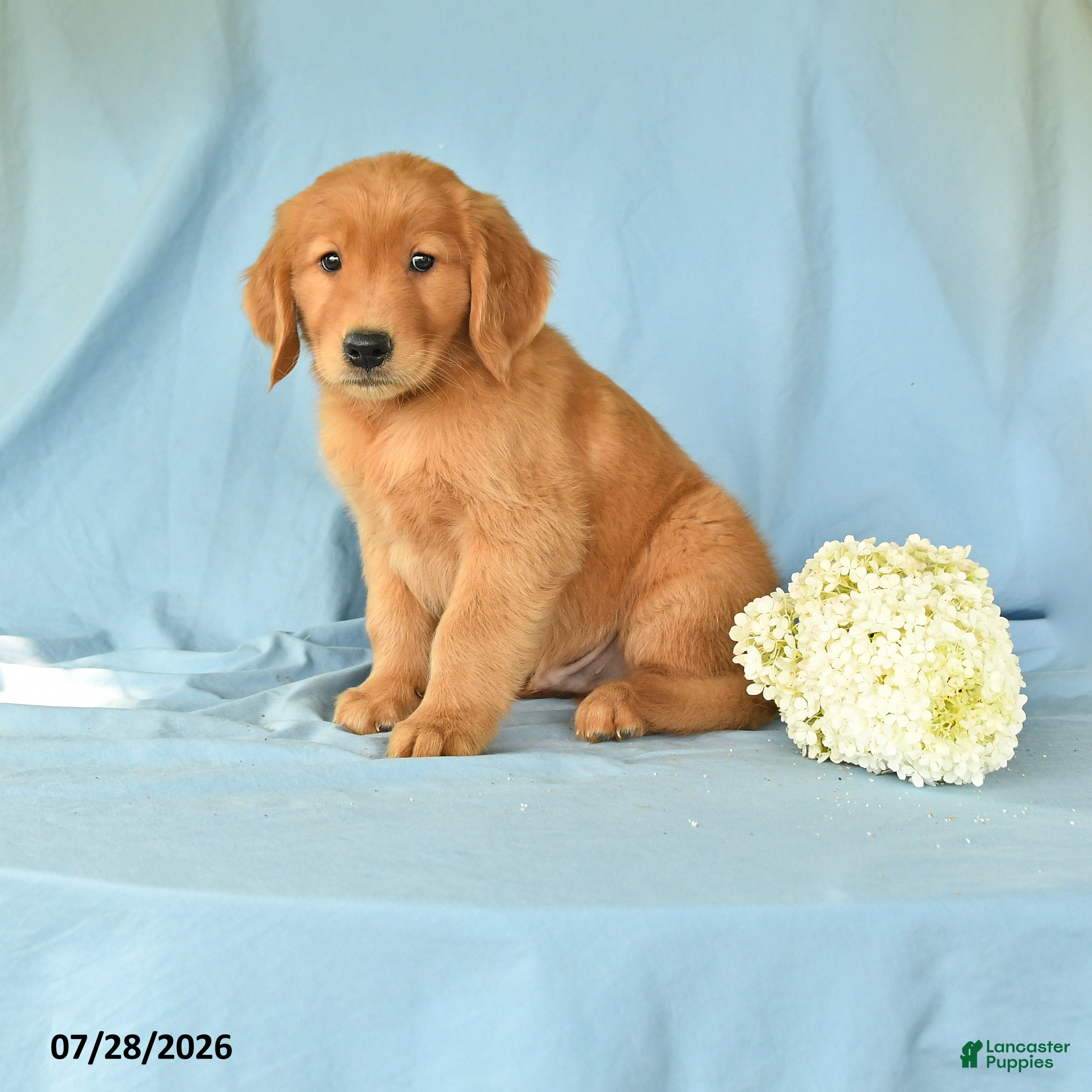 Golden Retriever dogs Max - Ad 1