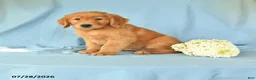 Golden Retriever dogs for sale: Max - Ad 1