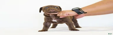 American Bully 8
