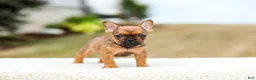 French Bulldog dogs for sale: Nico - Ad 4