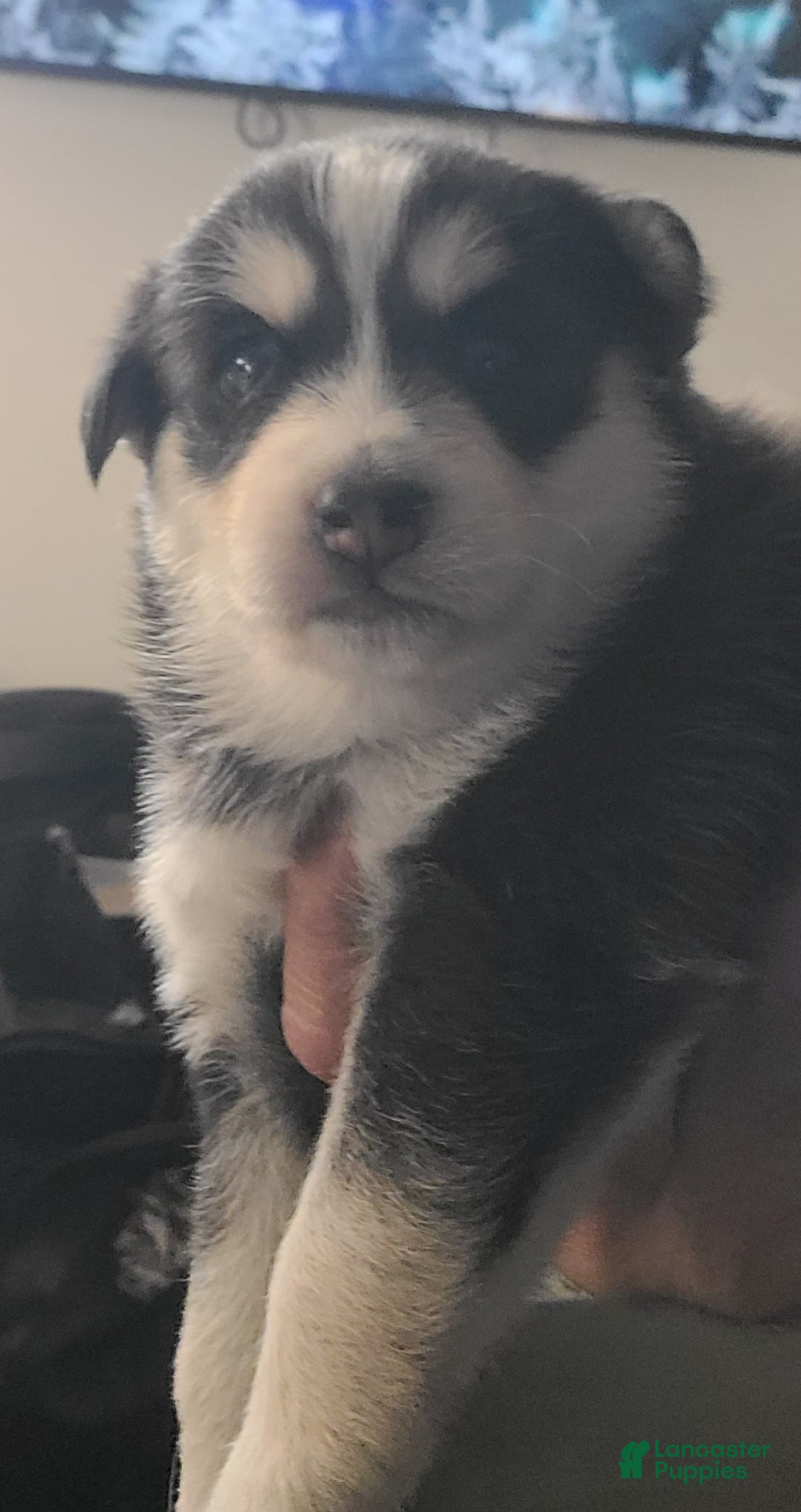 Pomsky dogs for sale: Furi - Ad 2