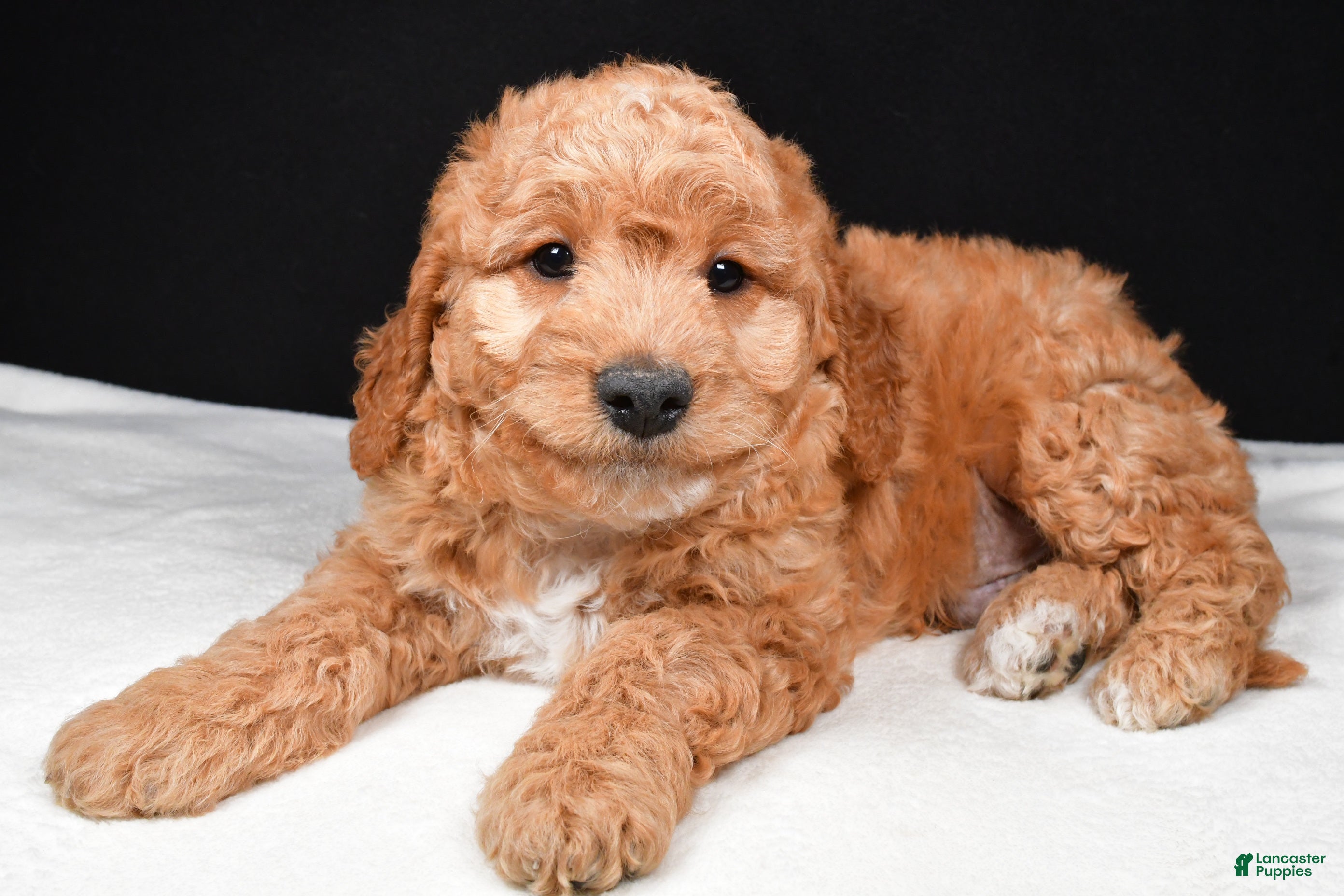 Goldendoodle dogs Griffin - Ad 1