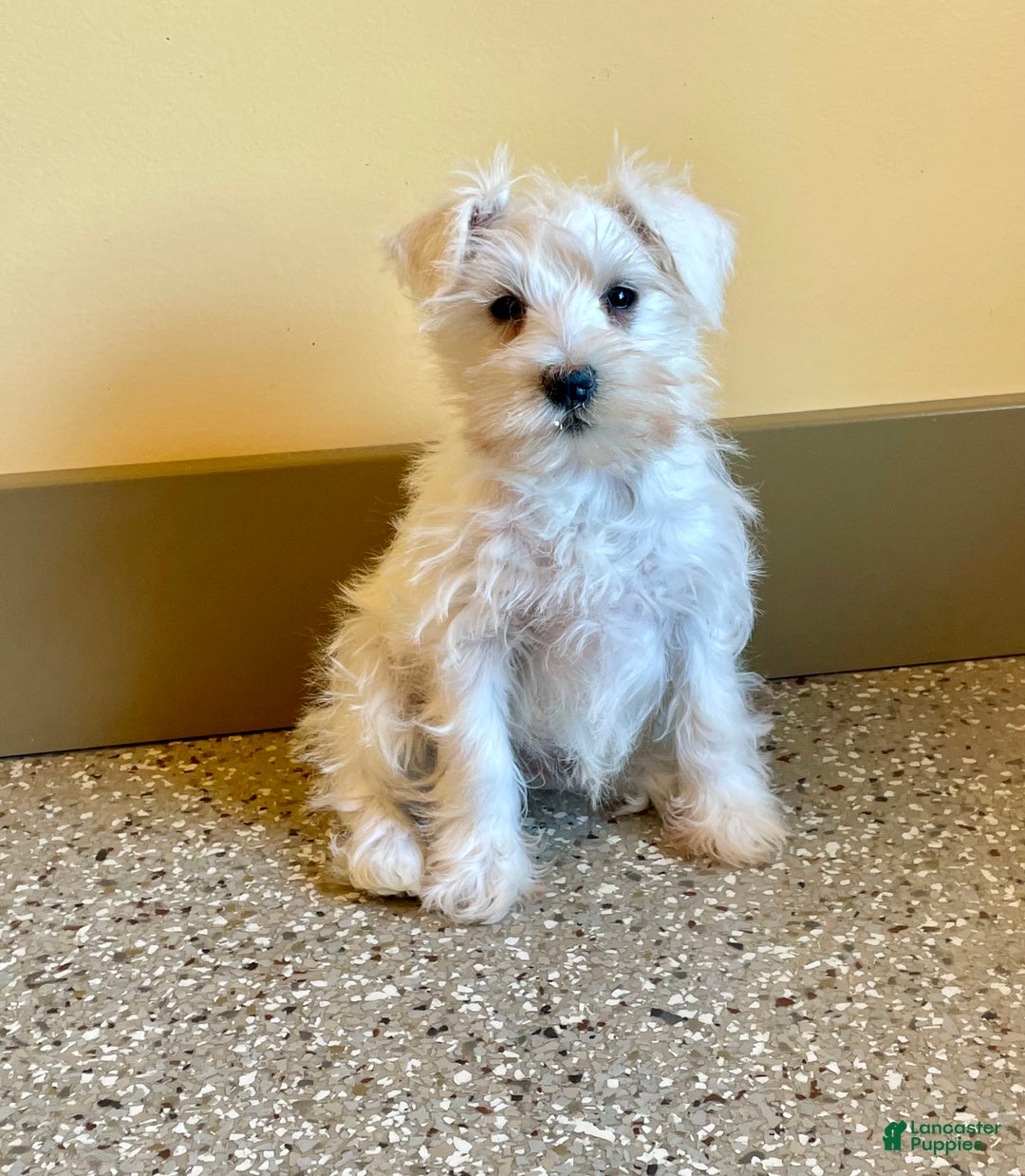 Miniature Schnauzer dogs for sale: Issy - Ad 2