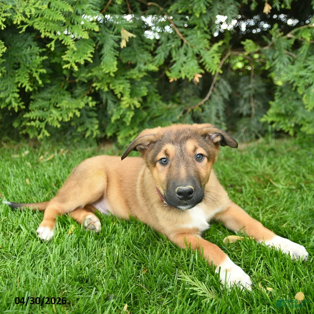 Mixed Breed dogs for sale: Erwin  - Ad 2