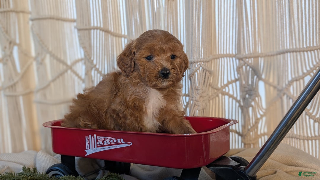 Cavapoo dogs for sale: Apollo - Ad 6