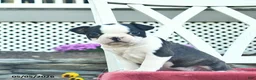 Boston Terrier dogs for sale: Penny  - Ad 4