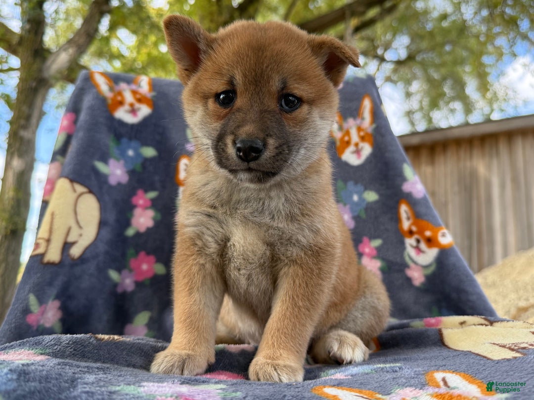 Shiba Inu dogs for sale: Beanie - Ad 2