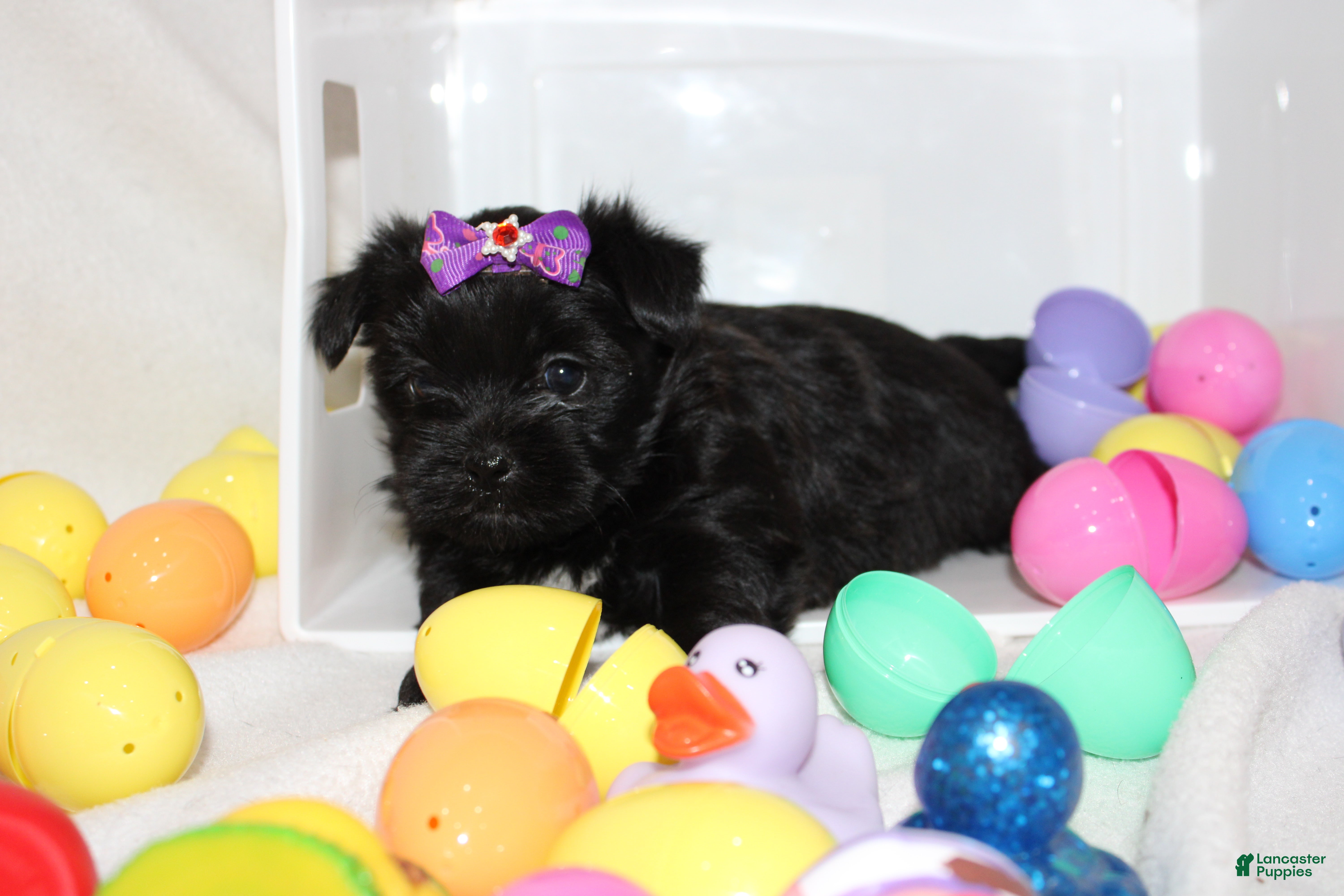 Shorkie dogs Sassy - Ad 26