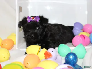 Shorkie dogs Sassy - Ad 26