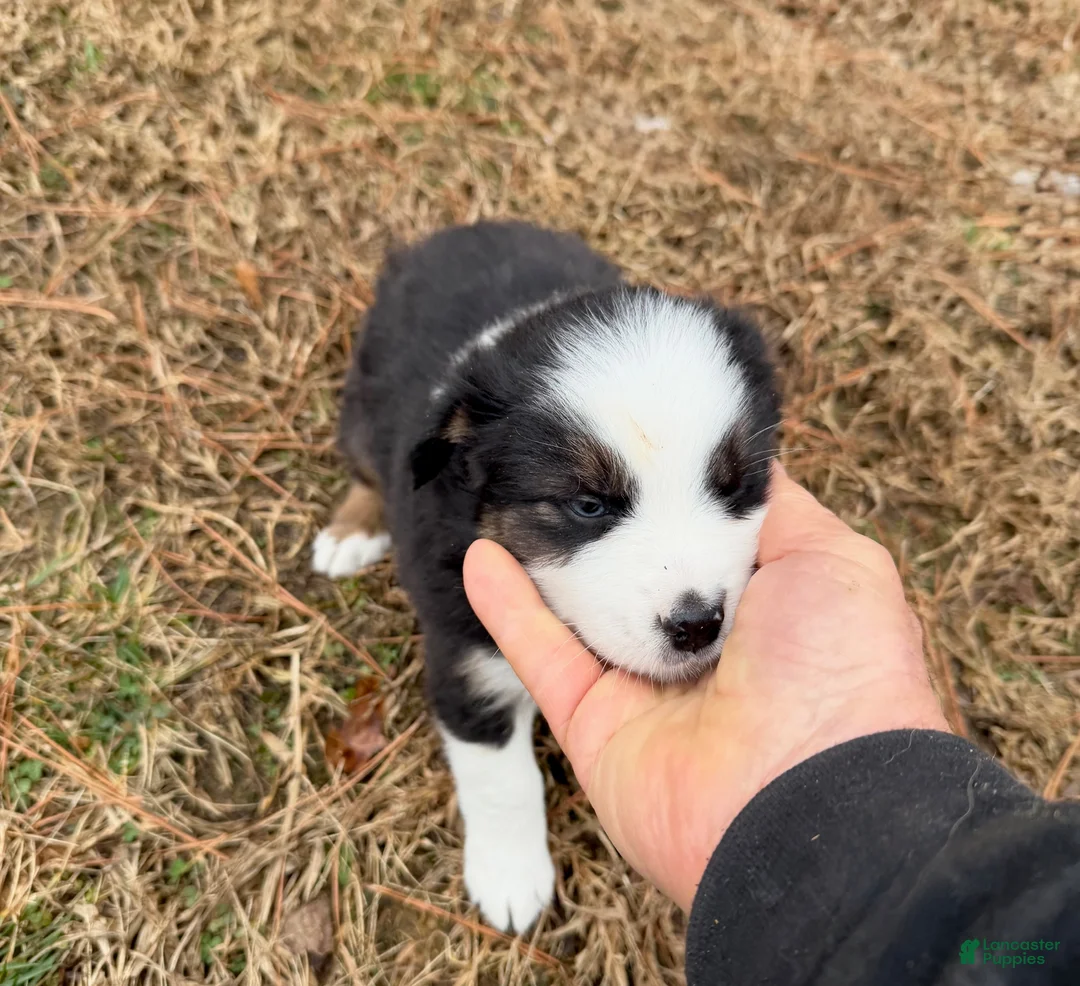 Australian Shepherd dogs for sale: Buster - Ad 5