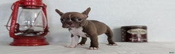 Frenchton dogs for sale: Lady - Ad 4