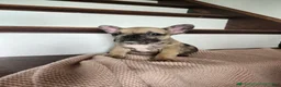 French Bulldog dogs for sale: Dagger - Ad 6