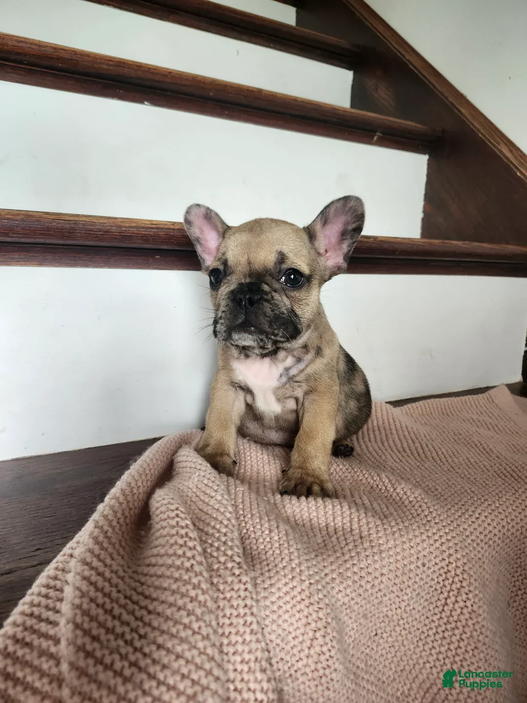 French Bulldog dogs for sale: Dagger - Ad 6