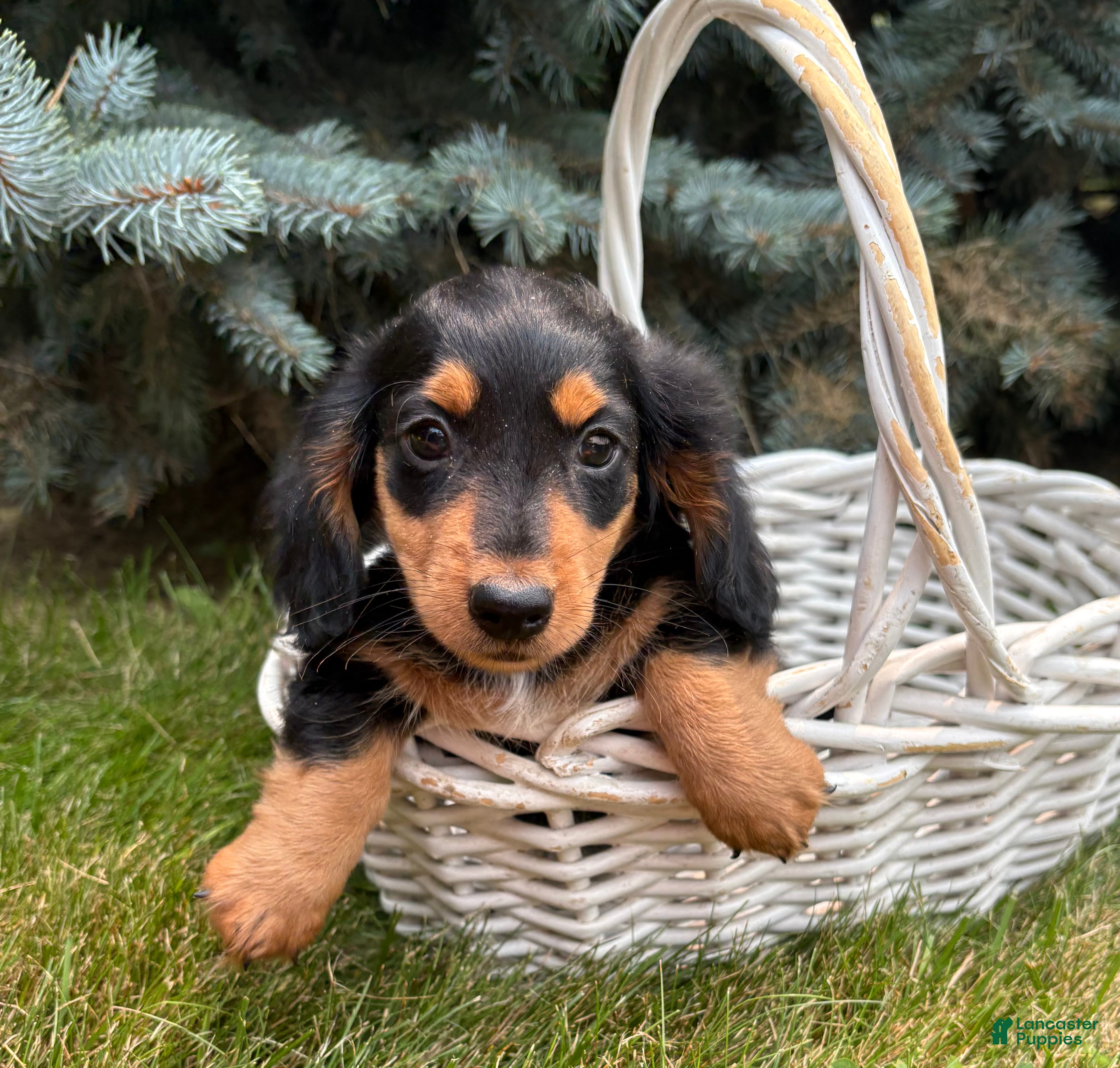 Dachshund dogs Quinn - Ad 1