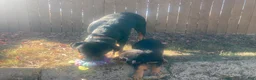 Rottweiler dogs for sale: Poseidon - Ad 7