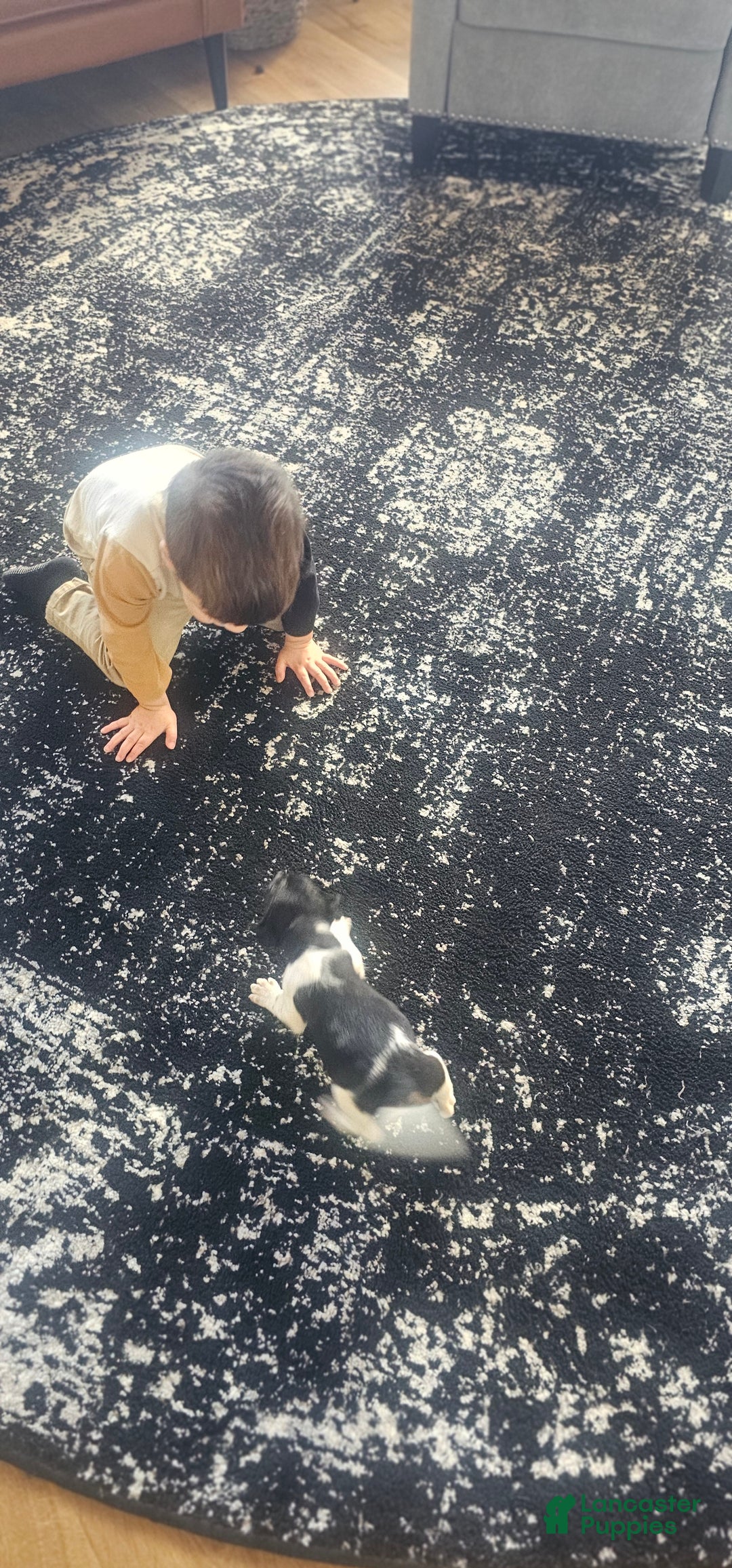 Jackapoo dogs for sale: Juniper - Ad 6