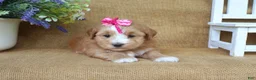 Havanese dogs for sale: Harmony - Ad 3