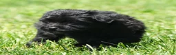 Yorkiepoo dogs for sale: Remy - Ad 9