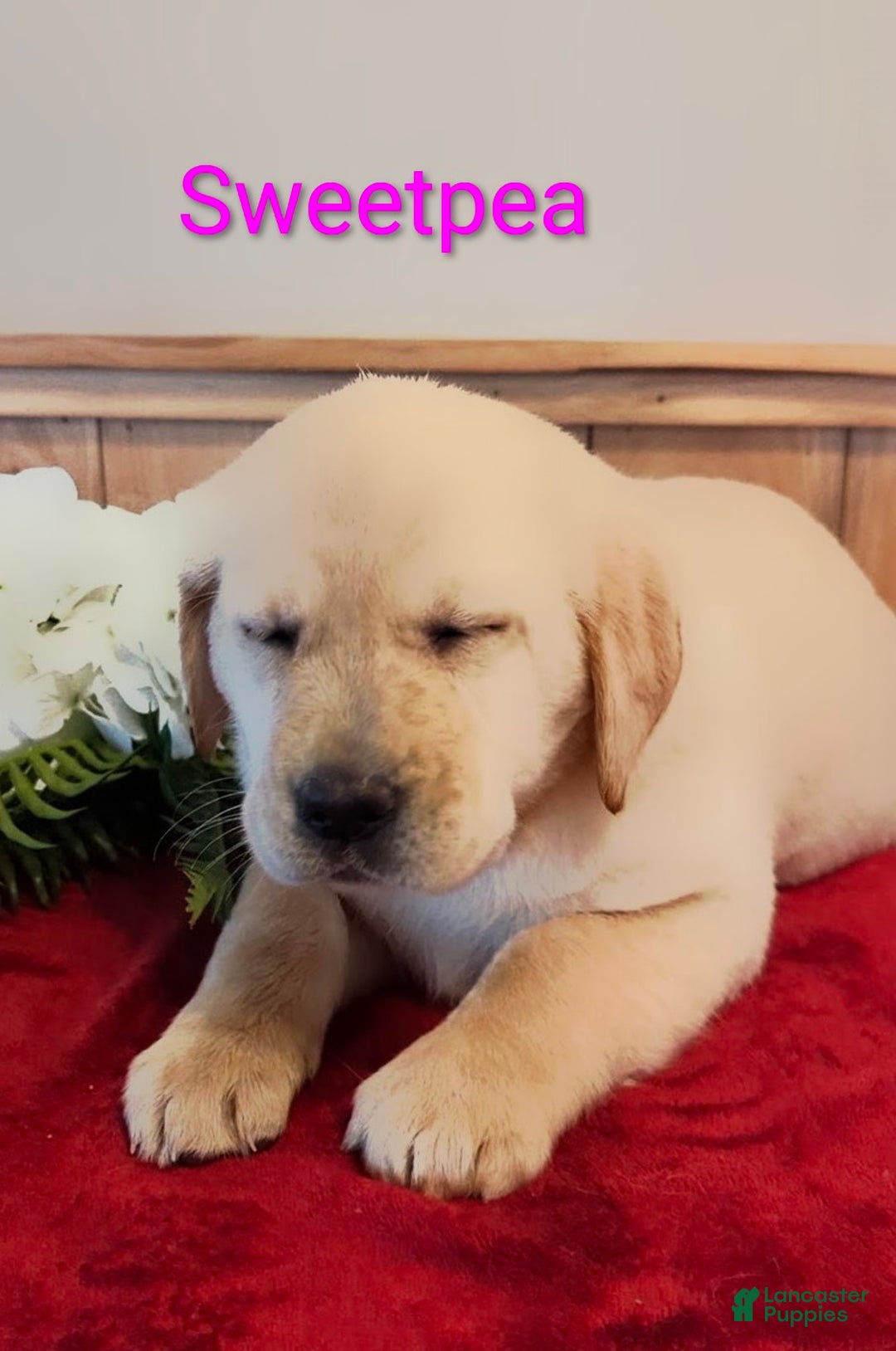 Goldador dogs for sale: Sweetpea - Ad 3
