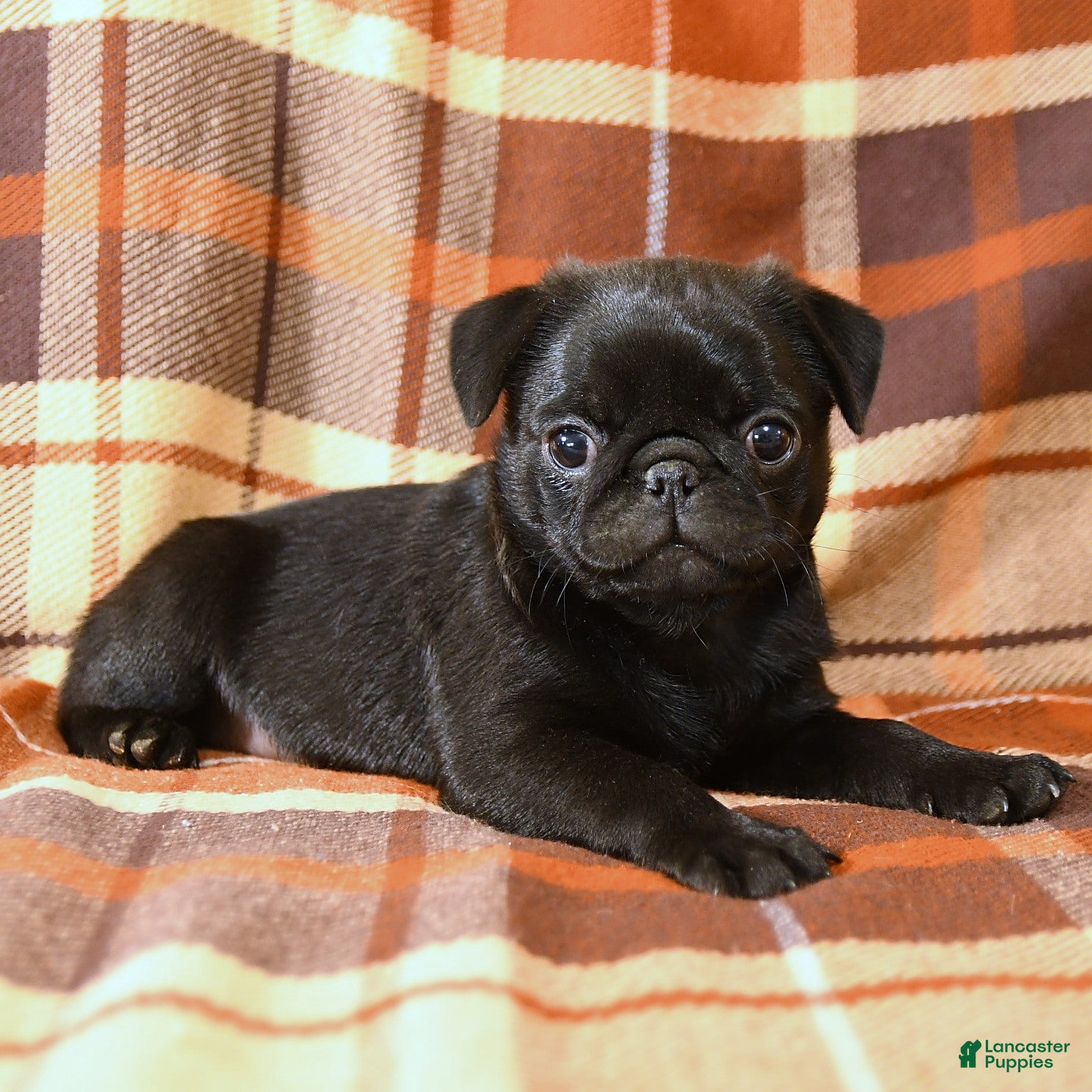 Pug dogs Buster - Ad 2