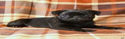 Pug dogs for sale: Buster - Ad 2