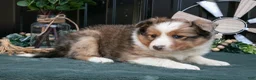 Mixed Breed dogs for sale: Fika - Ad 3