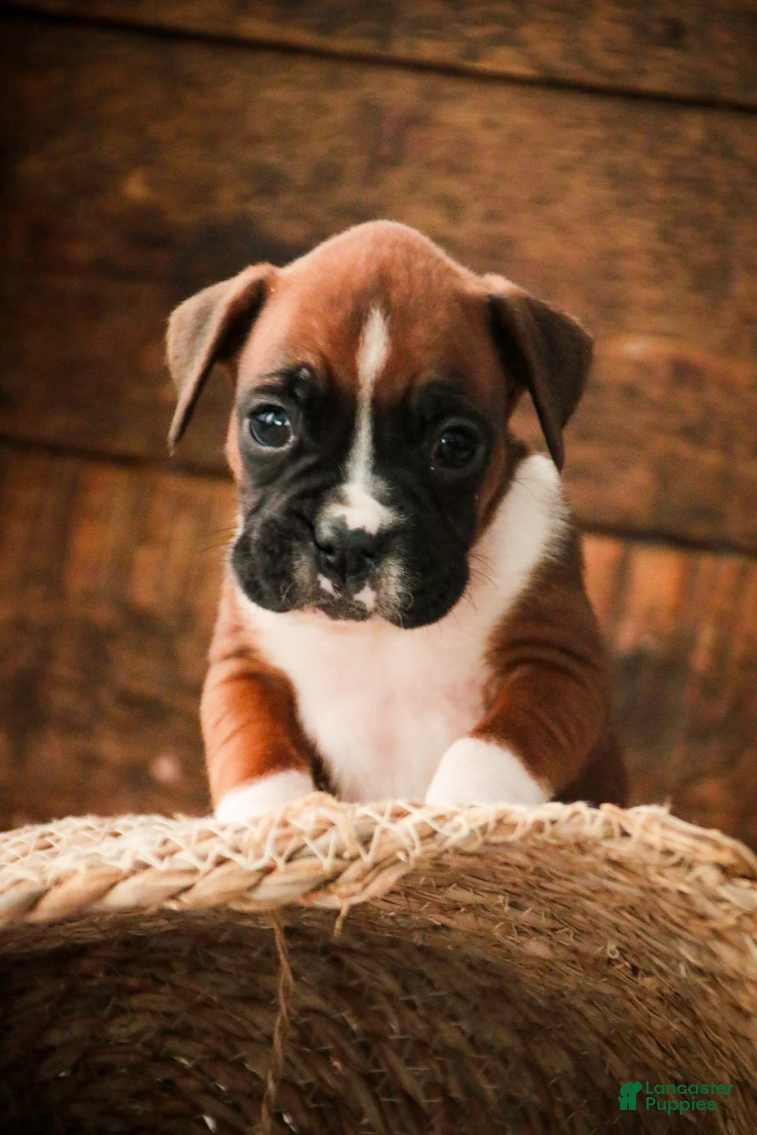 Boxer dogs for sale: Matcha - Ad 6