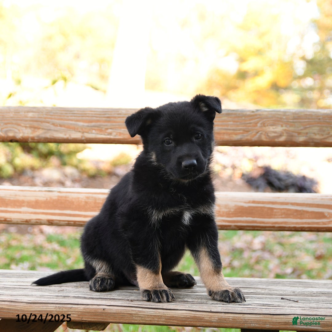 German Shepherd dogs for sale: Weston - Ad 2